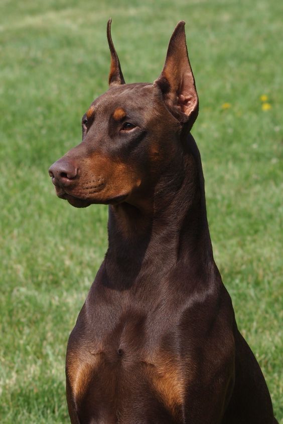 Red & Rust Doberman
