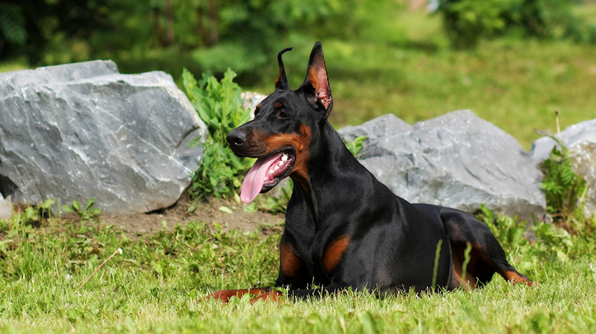 Black & Rust Doberman