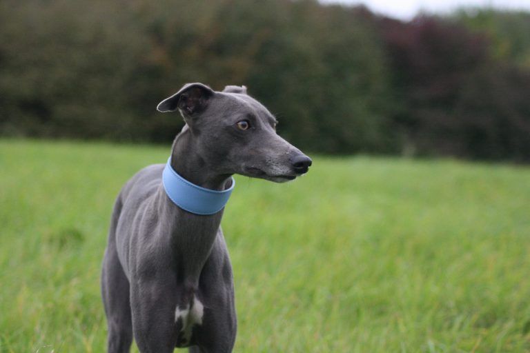 Blue Whippet