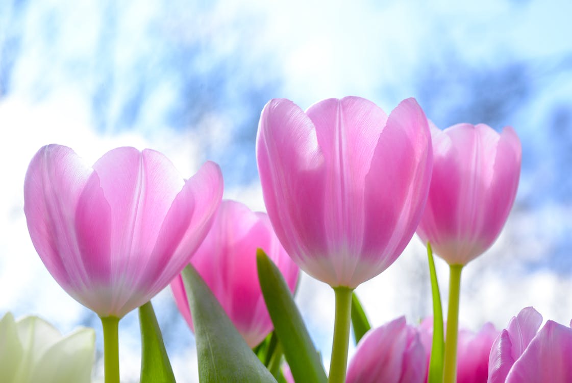 Pink tulips in bloom