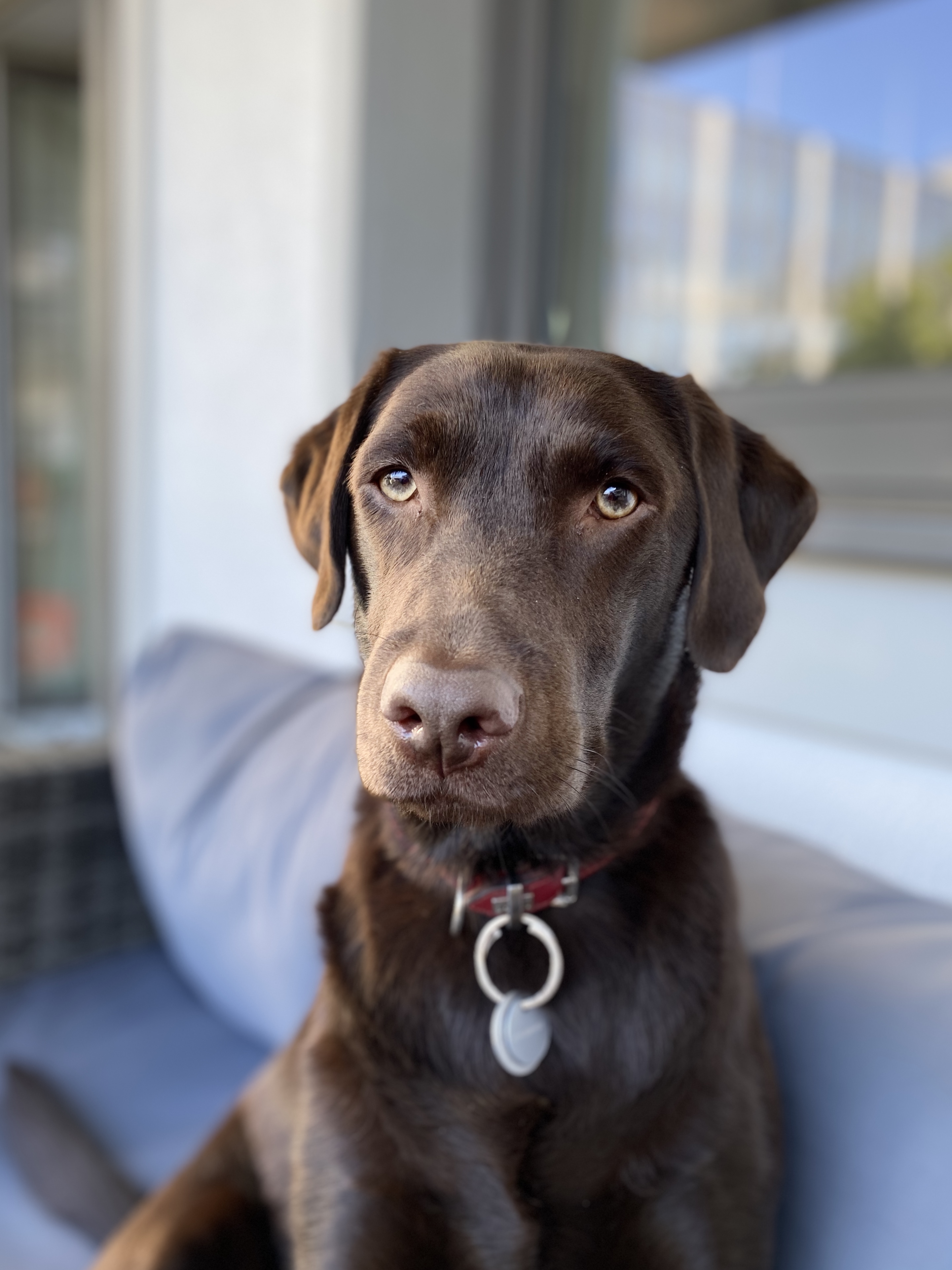Chocolate labrador named Cocoa