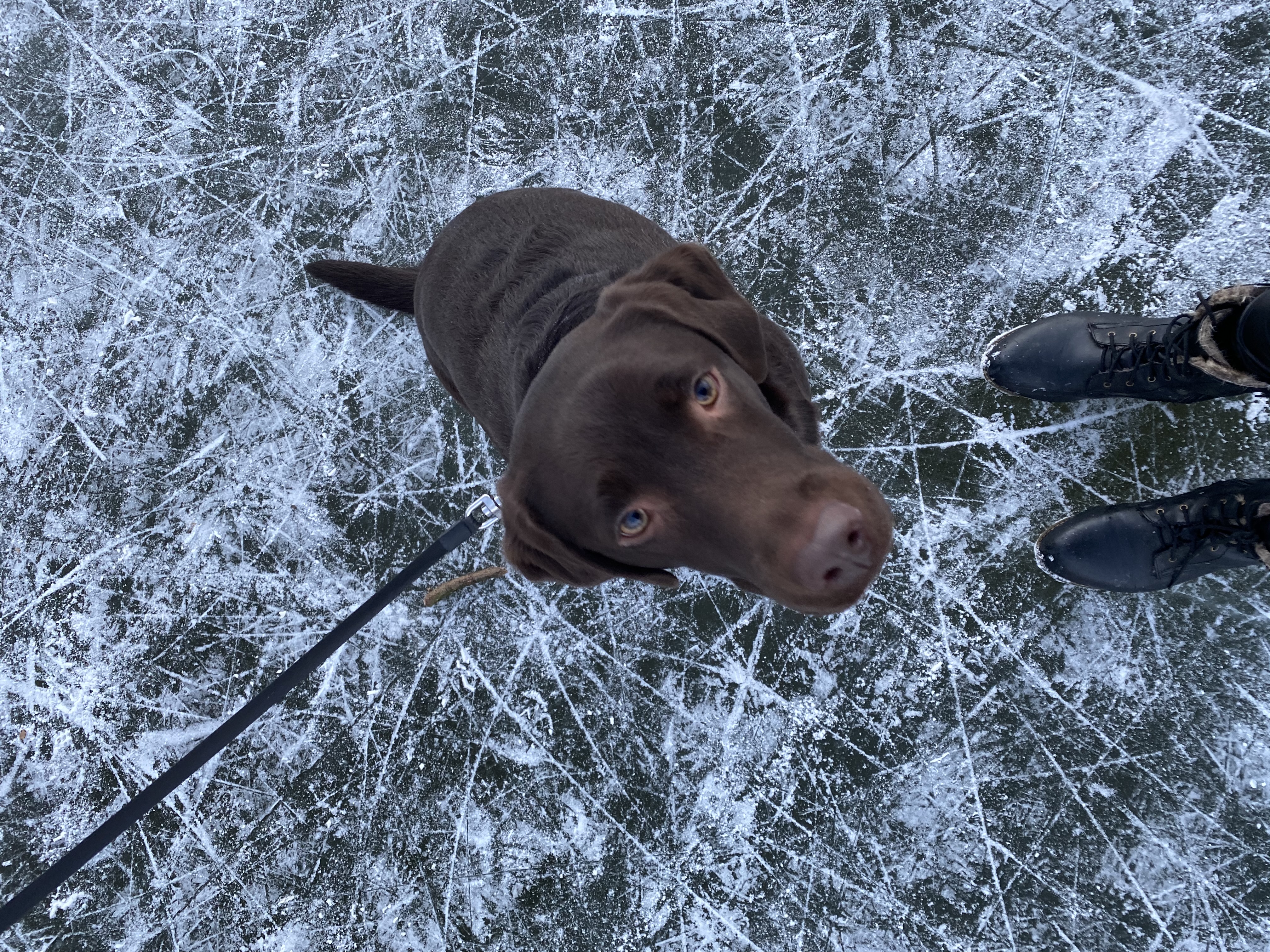 Cocoa walking on ice