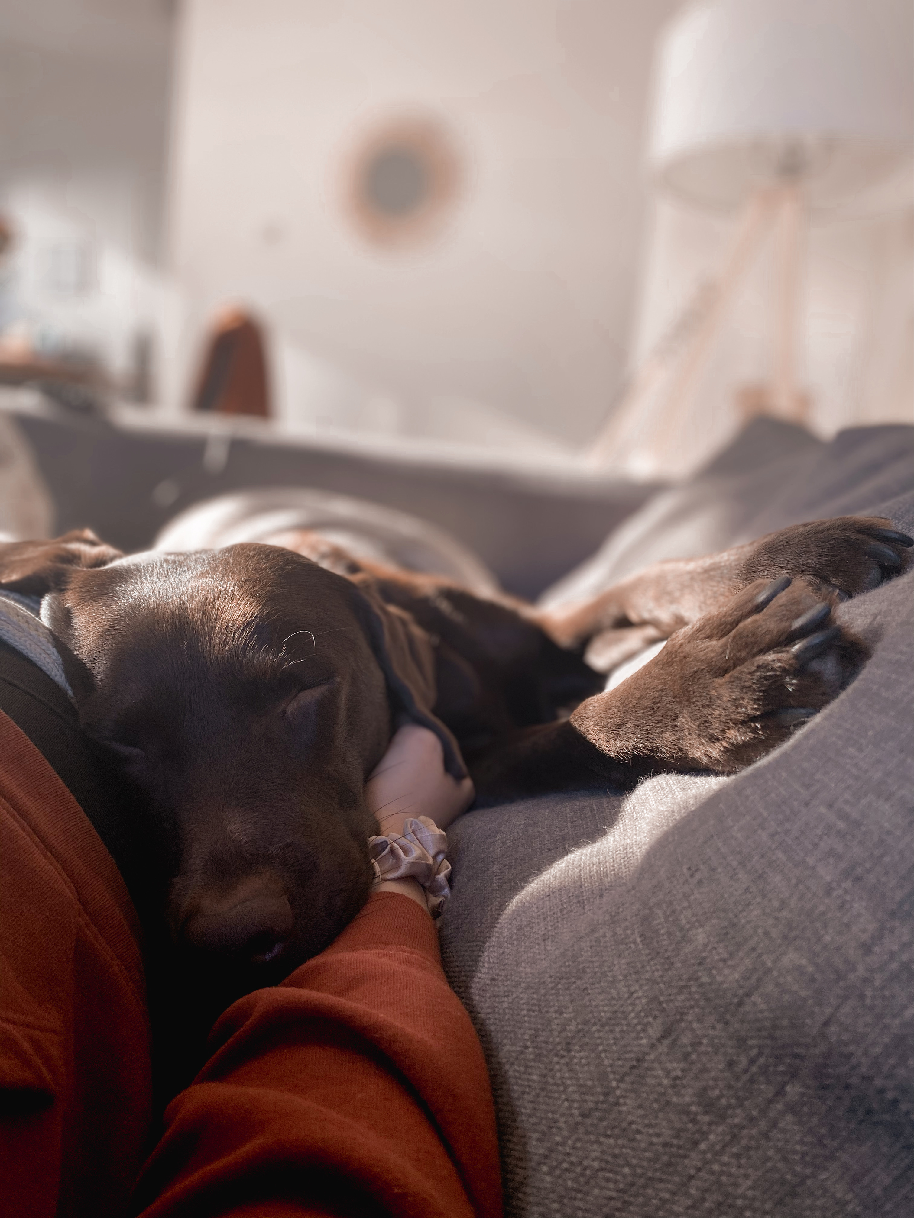 Cocoa chilling on couch