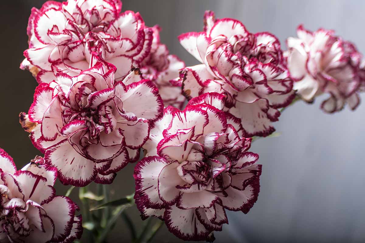 Dianthus