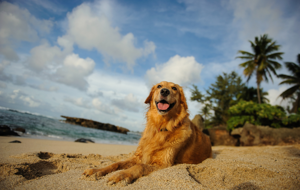 dog in Hawaii