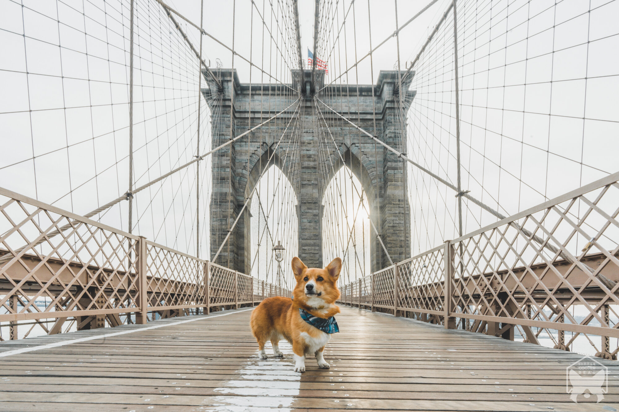 dog in New York City