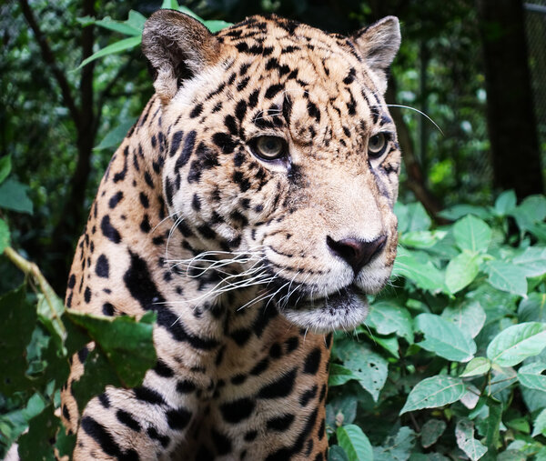 Jaguar