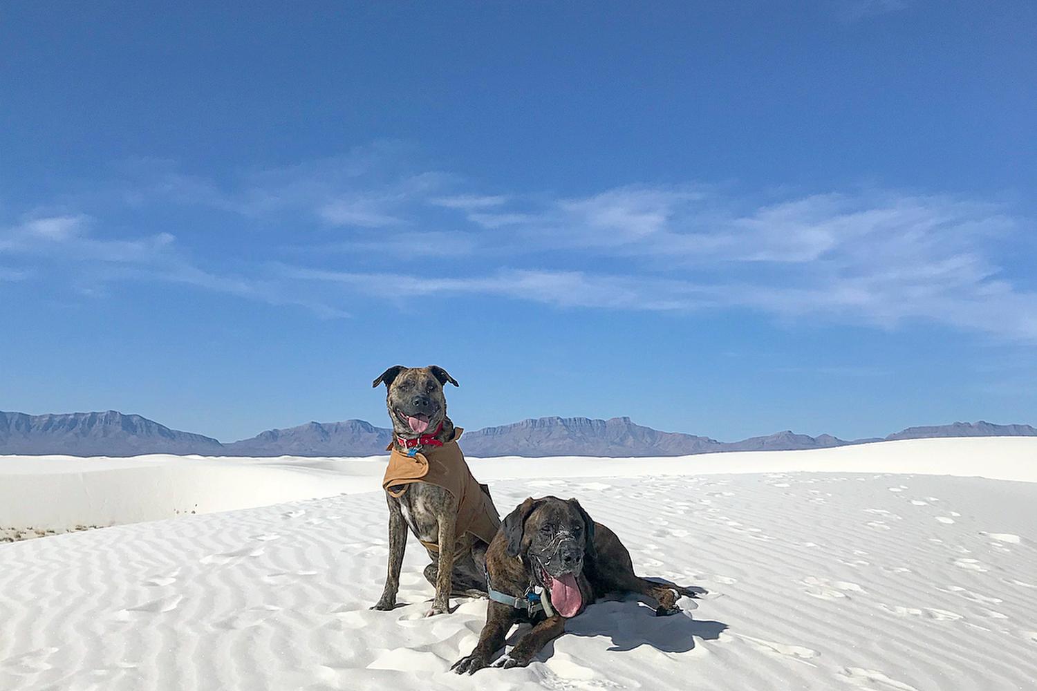 dogs at white sand park