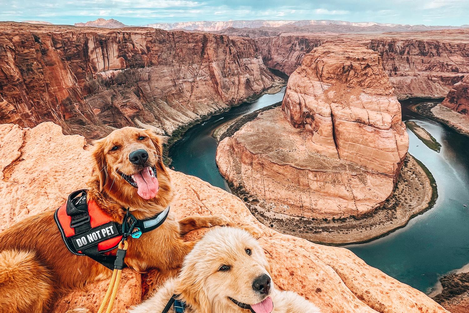 dog at Horeseshe Bend
