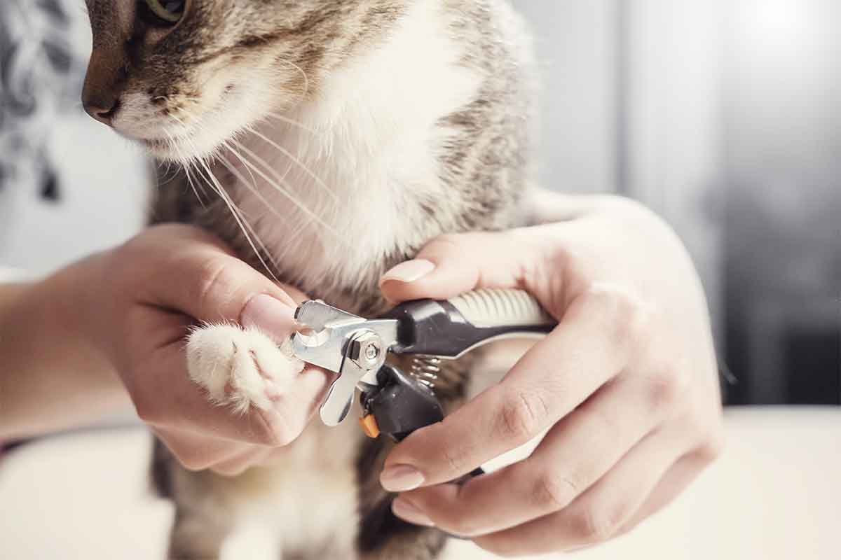 trim nails cat