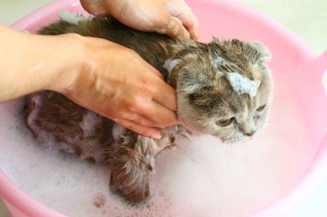 bathing a cat