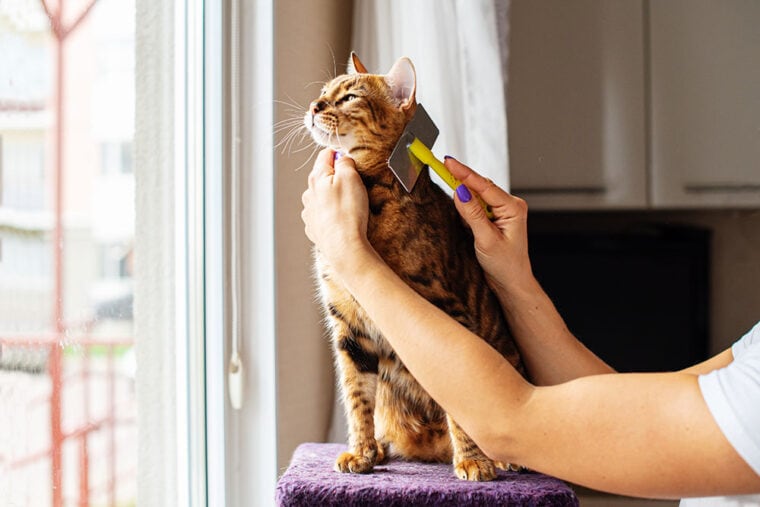 hair brushing cat