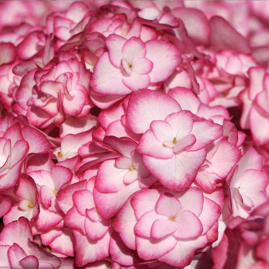 Pink Hydrangea