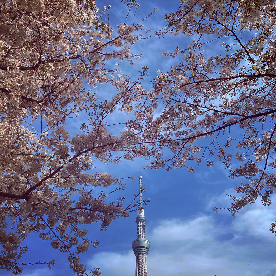 Sakura and SkyTree