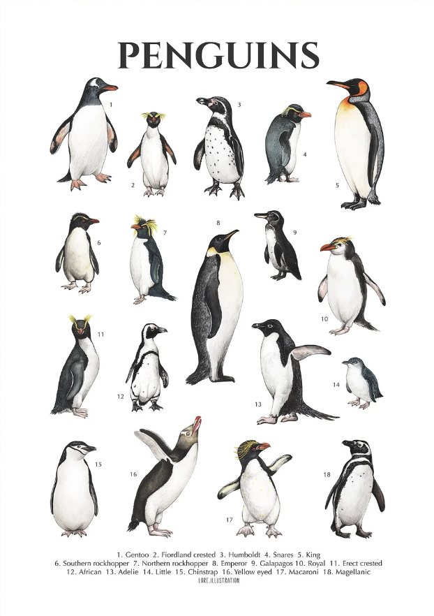 Types of Penguins