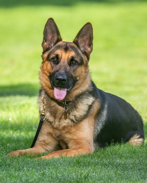 german shepard