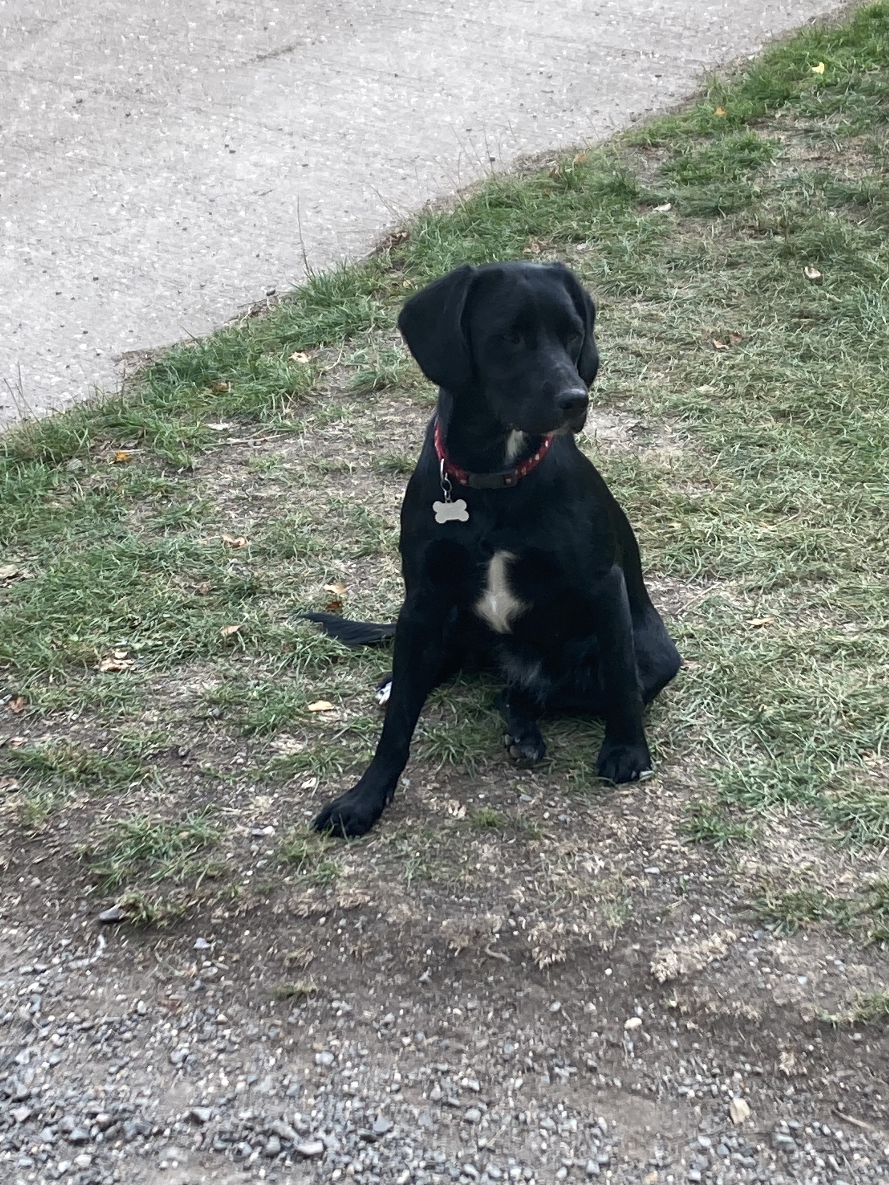 sitting black dog with white chest