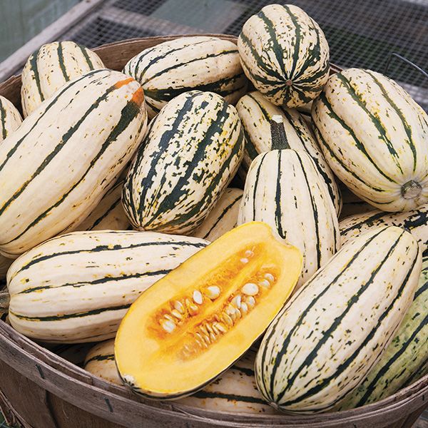 Delicata Squash