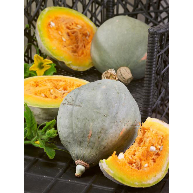 Hubbard Squash