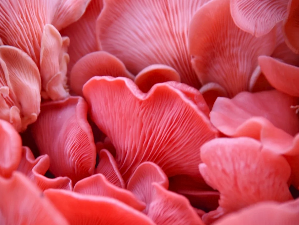 Pleurotus djamor, pink oyster mushroom