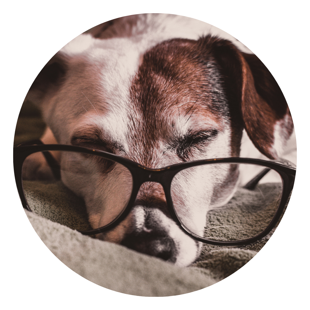 Dog with glasses