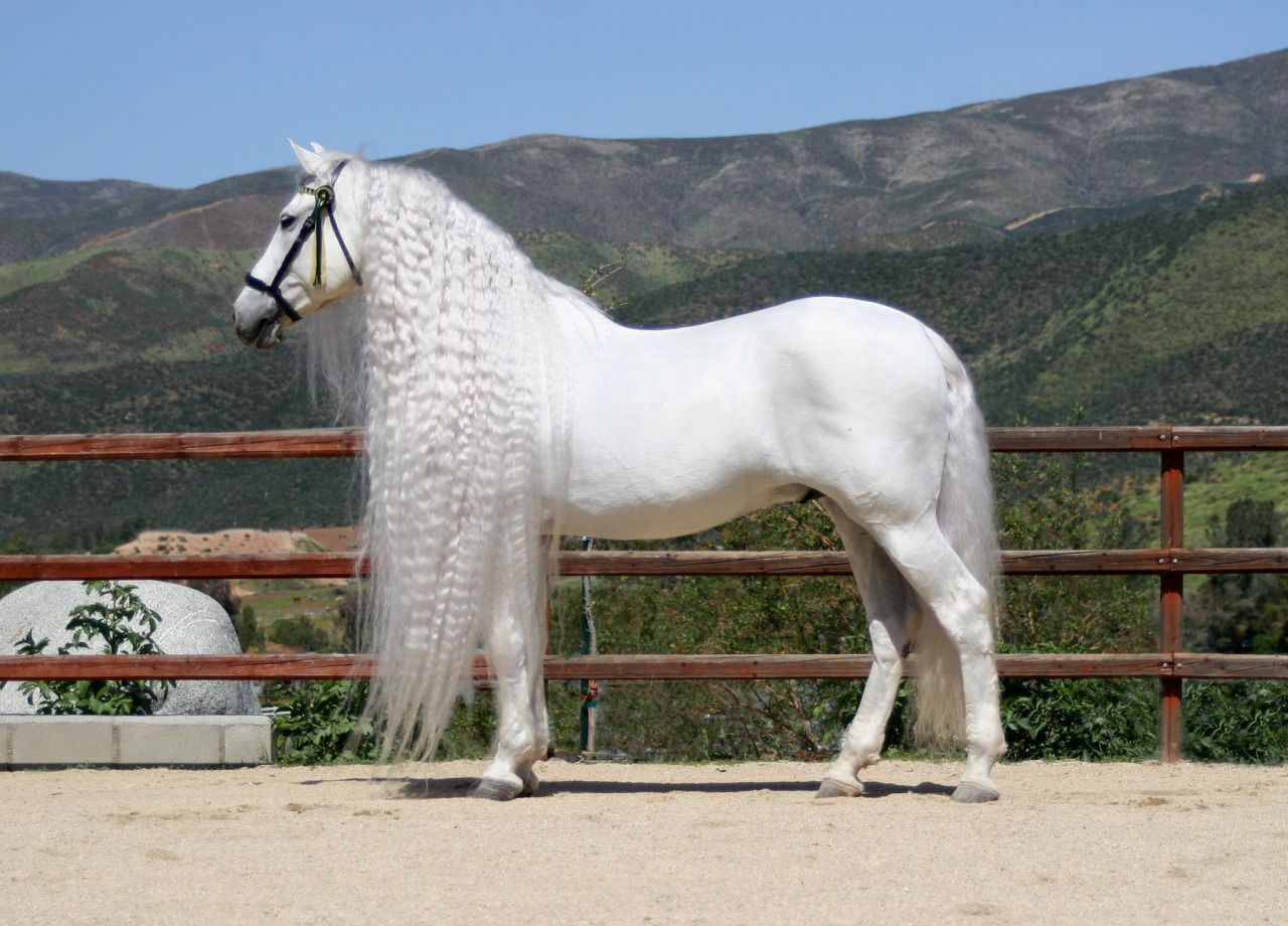 Gray horse with long mane