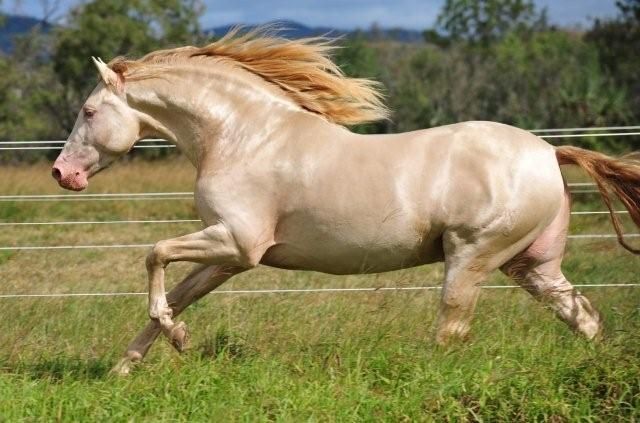 Perlino Andalusian