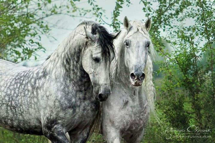 Two Horses together