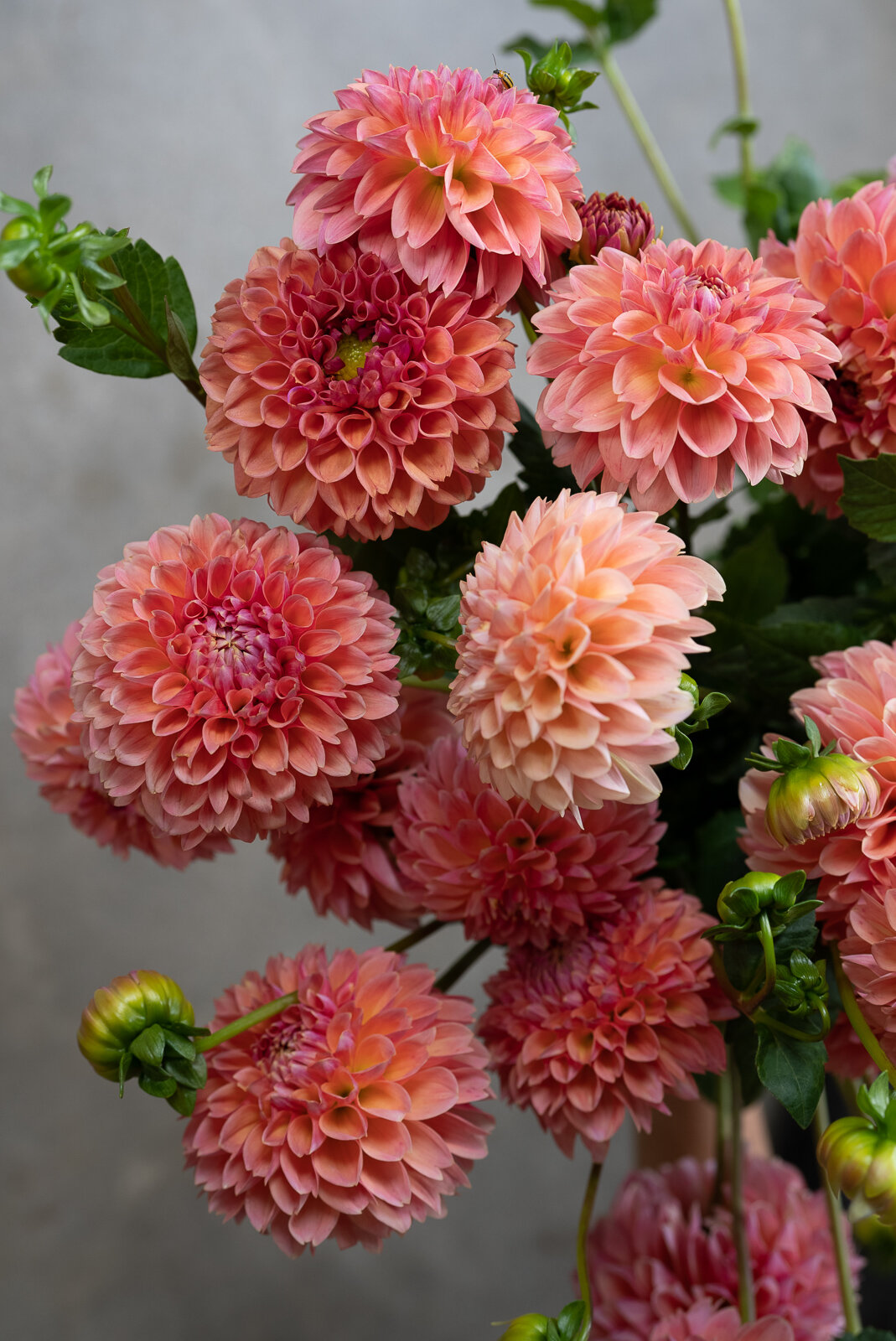 Dahlia flowers