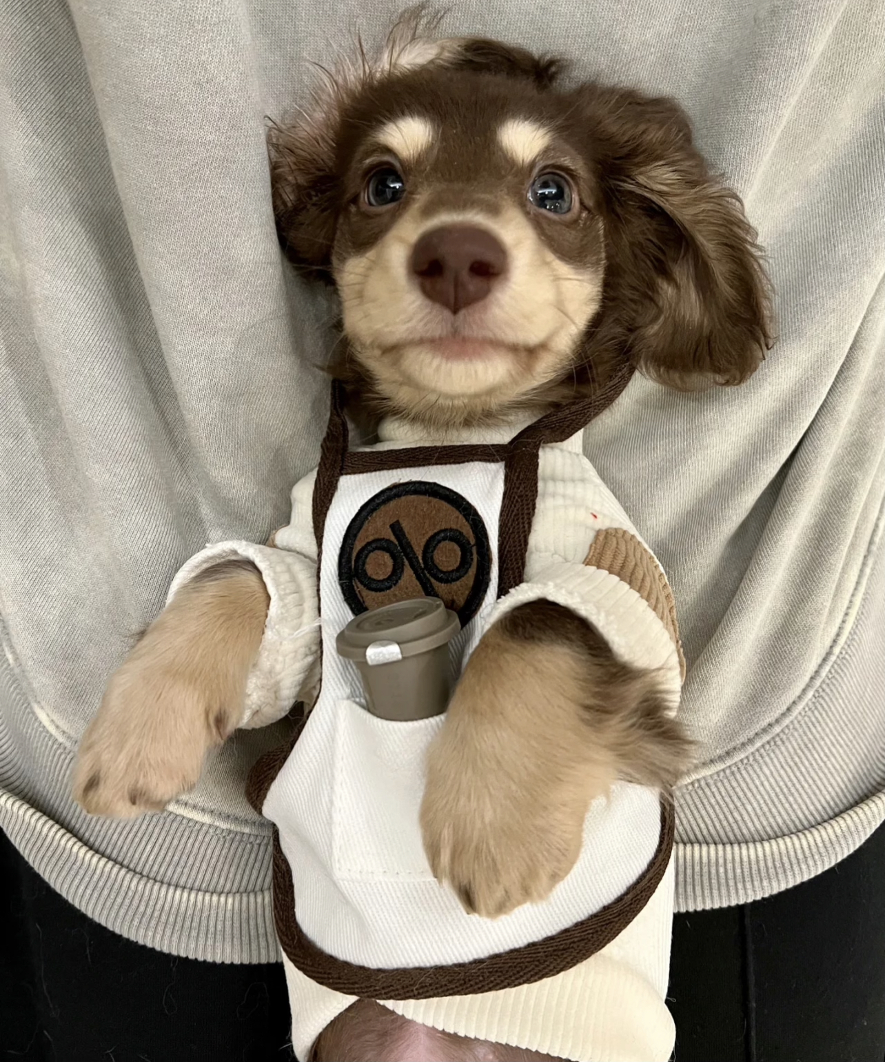 long haired Dachshund