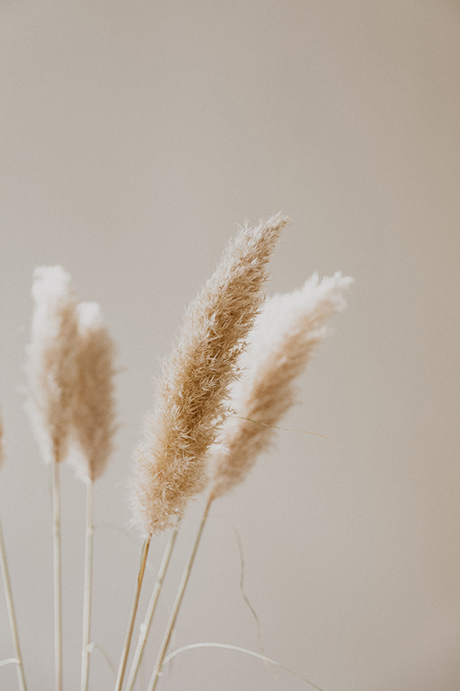 dried pampas grass