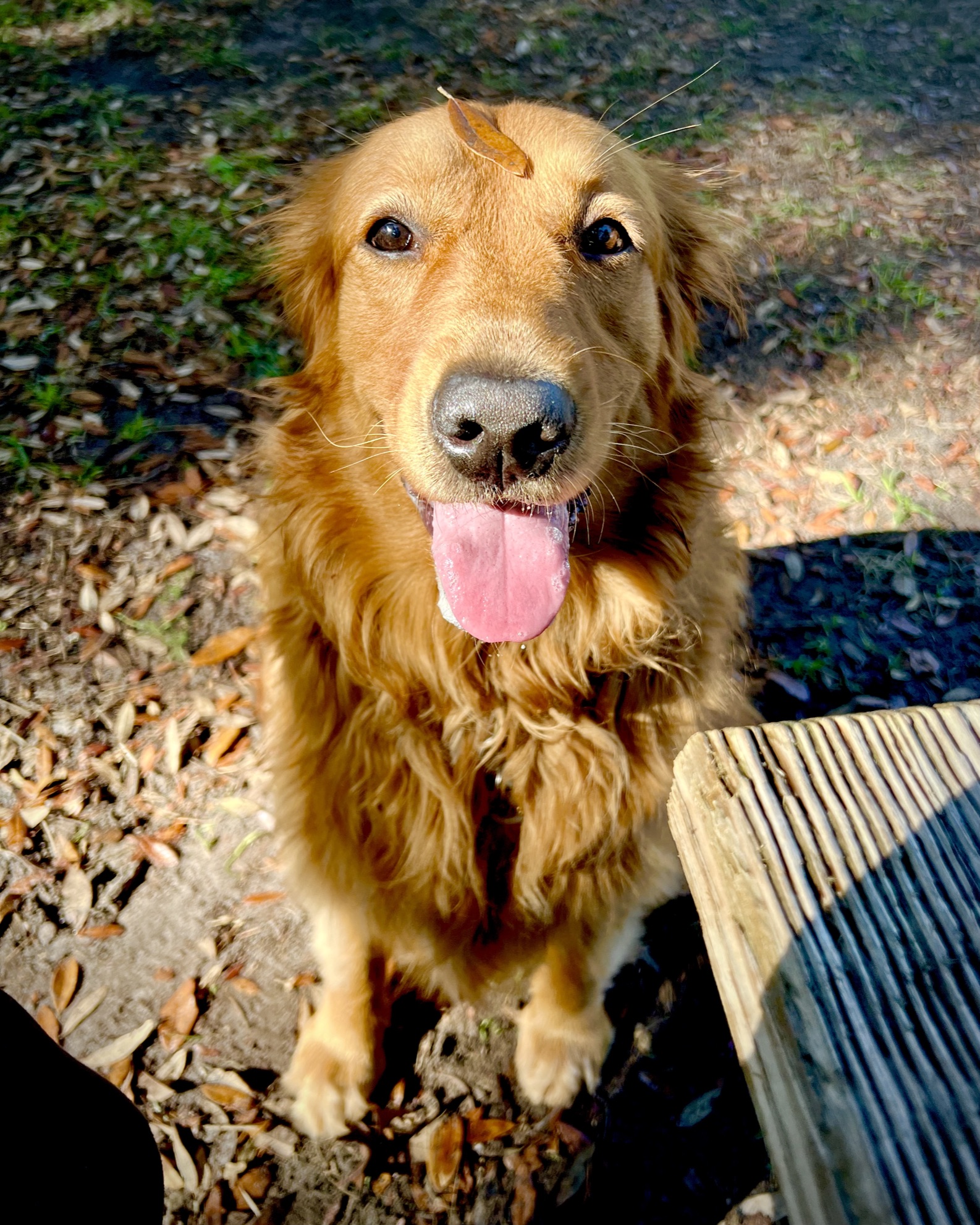 Belle with Leaf on Her Head