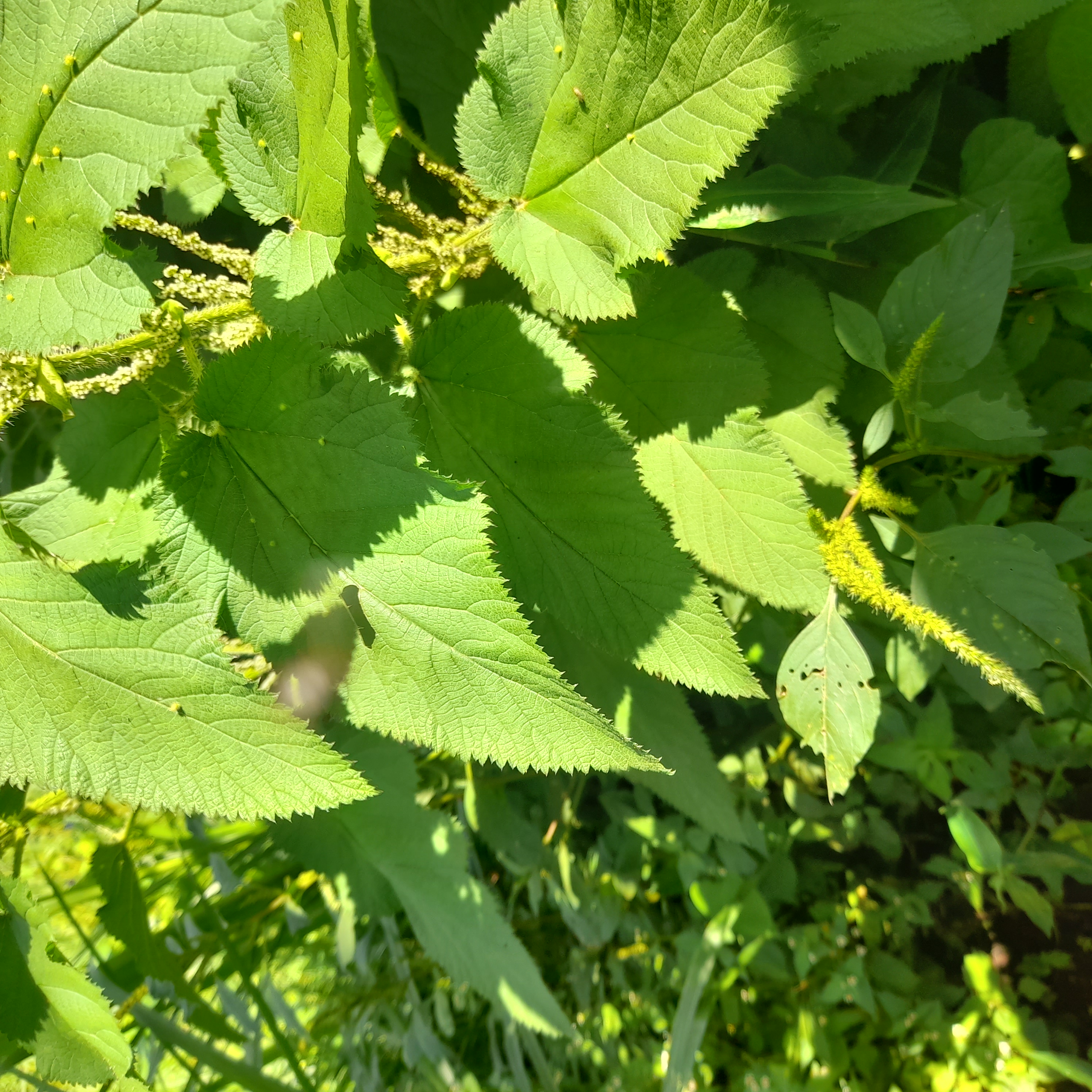 stinging nettle herb