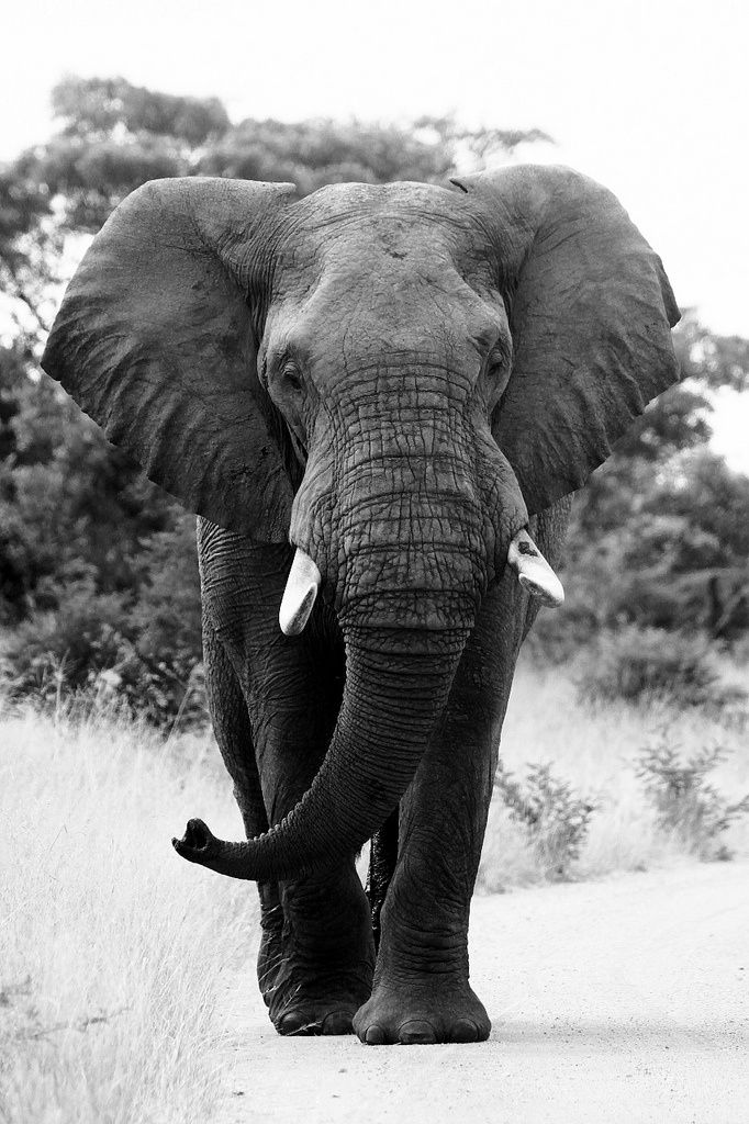 Elephant