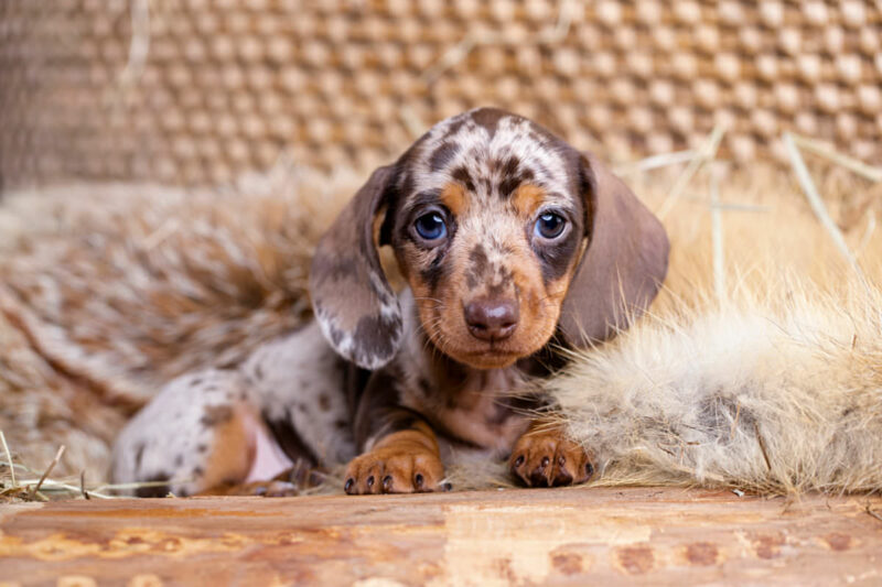 Dachshund