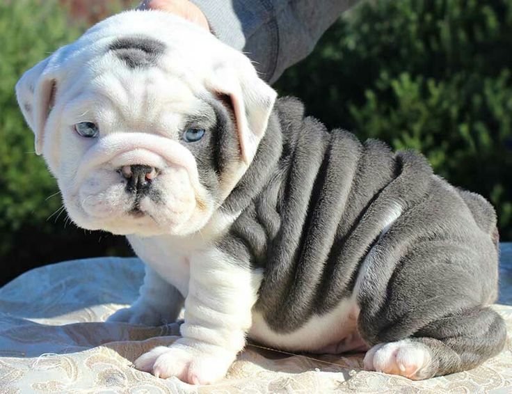 Bulldog