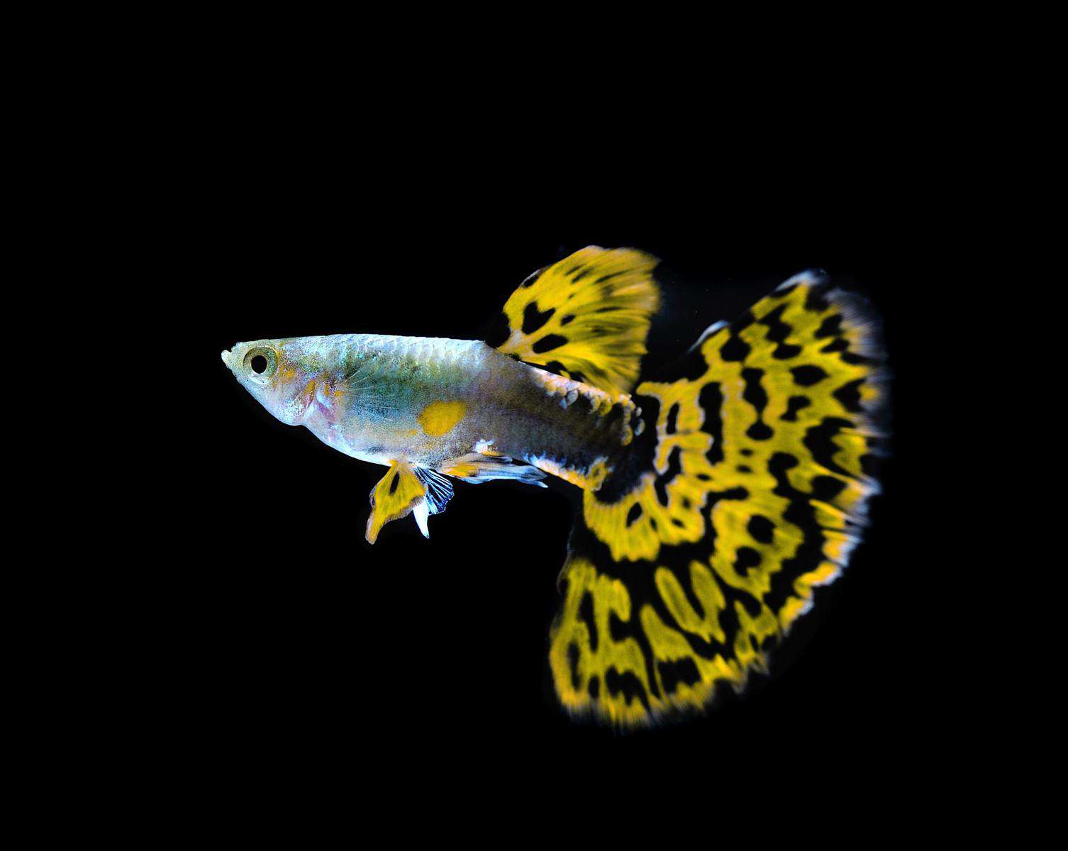 yellow-cobra-guppy