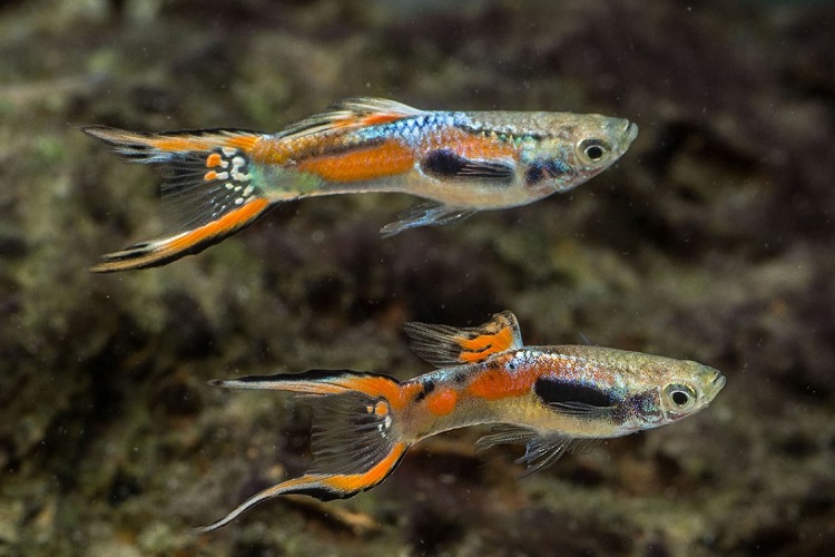 Double-Swordtail-Guppy