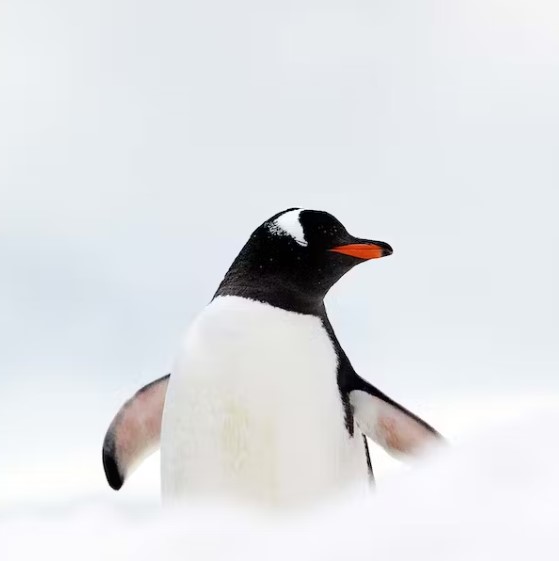 Penguin in the snow