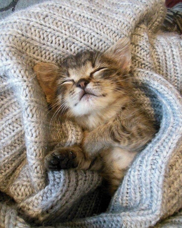 Kitten Sleeping
