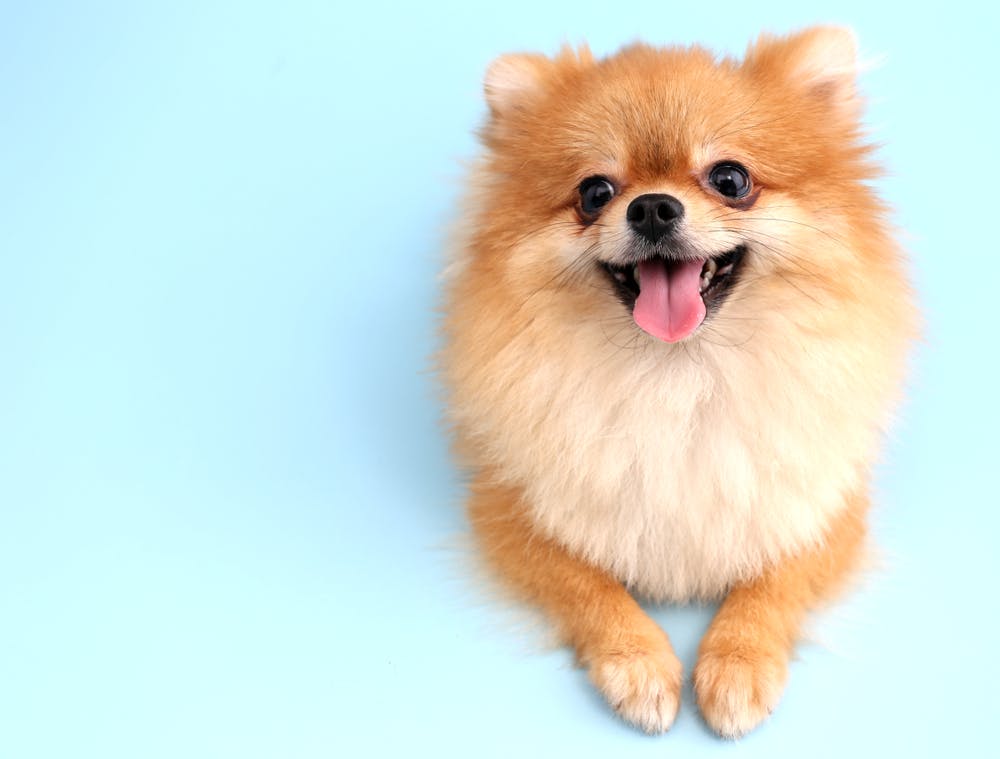 Pomeranian