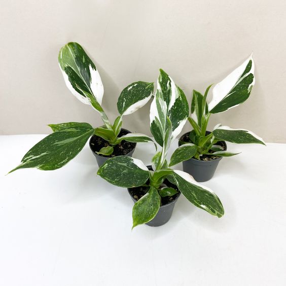 Philodendron White Wizard