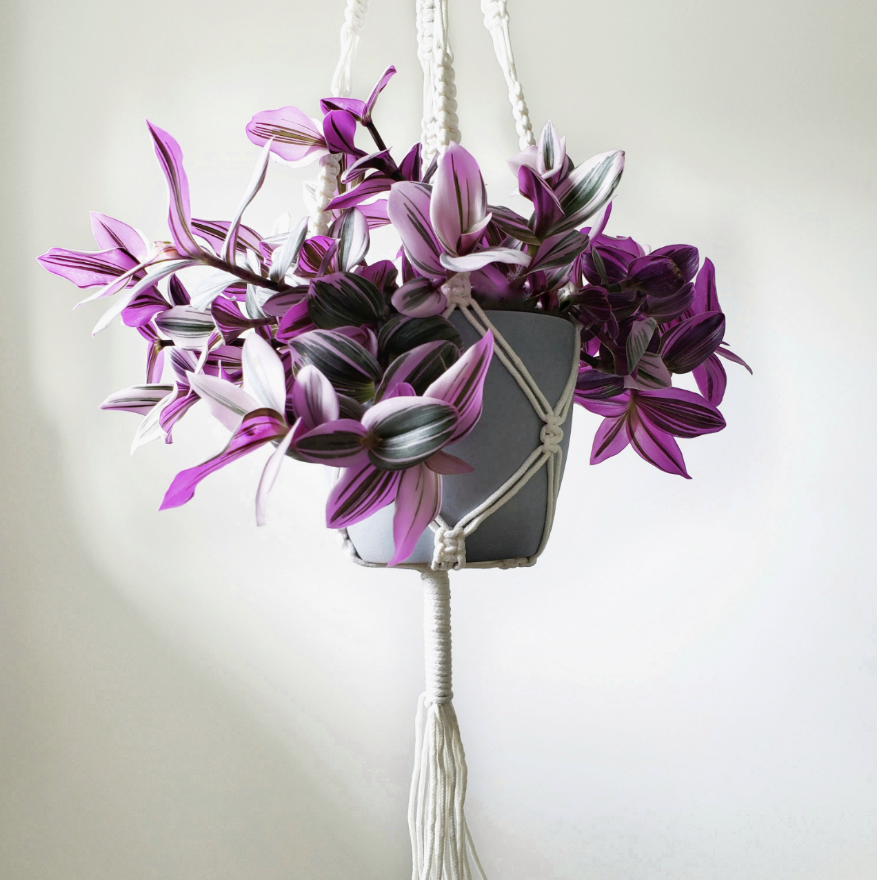 Tradescantia Zebrina