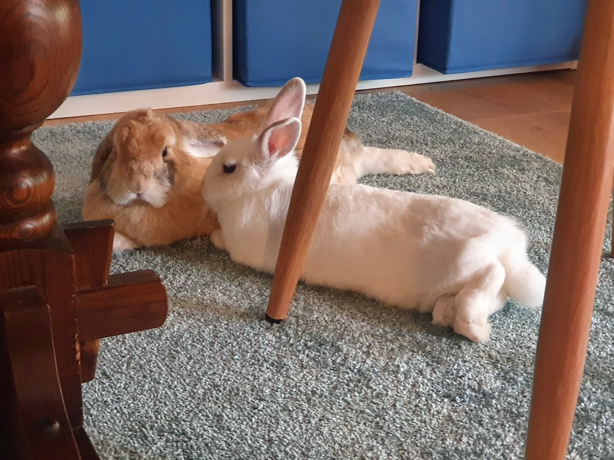 Picture of two rabbits