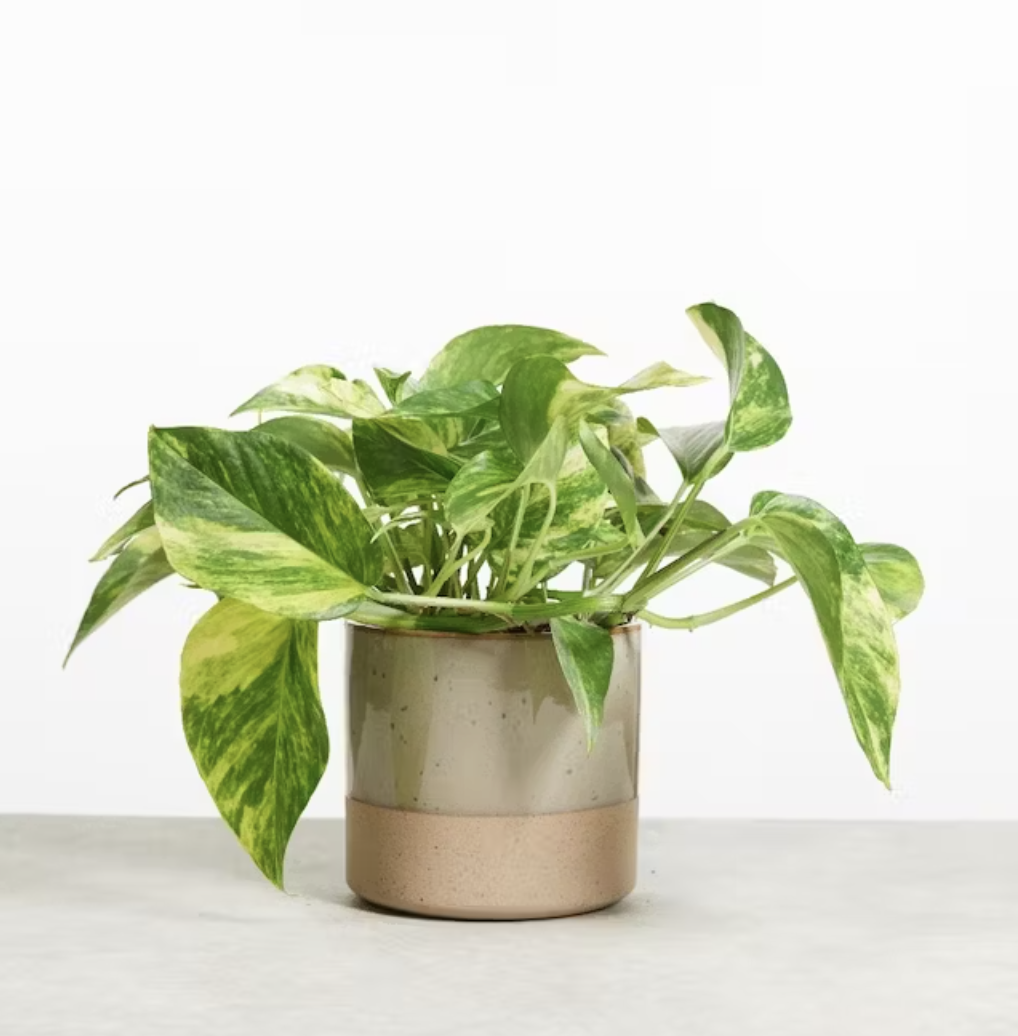 Pothos Epipremnum Aureum