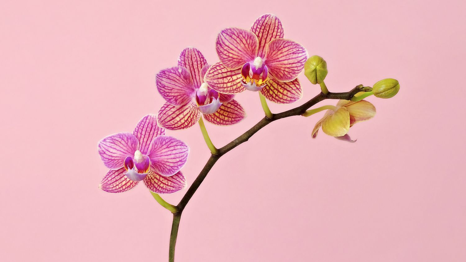 pink orchid