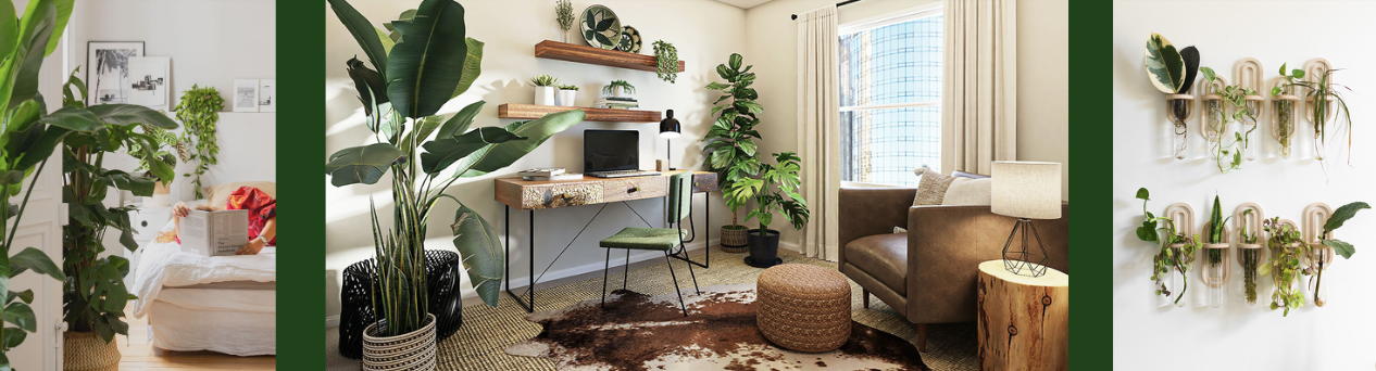 picture of interior with plants