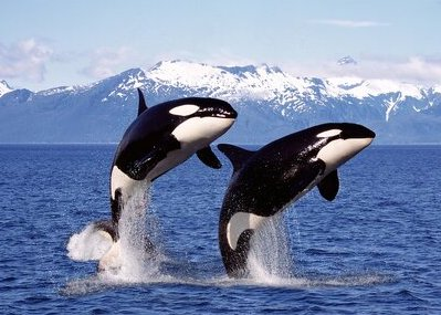 Two orcas jumping out of water