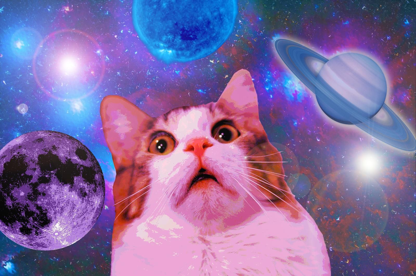 Funny cat in space