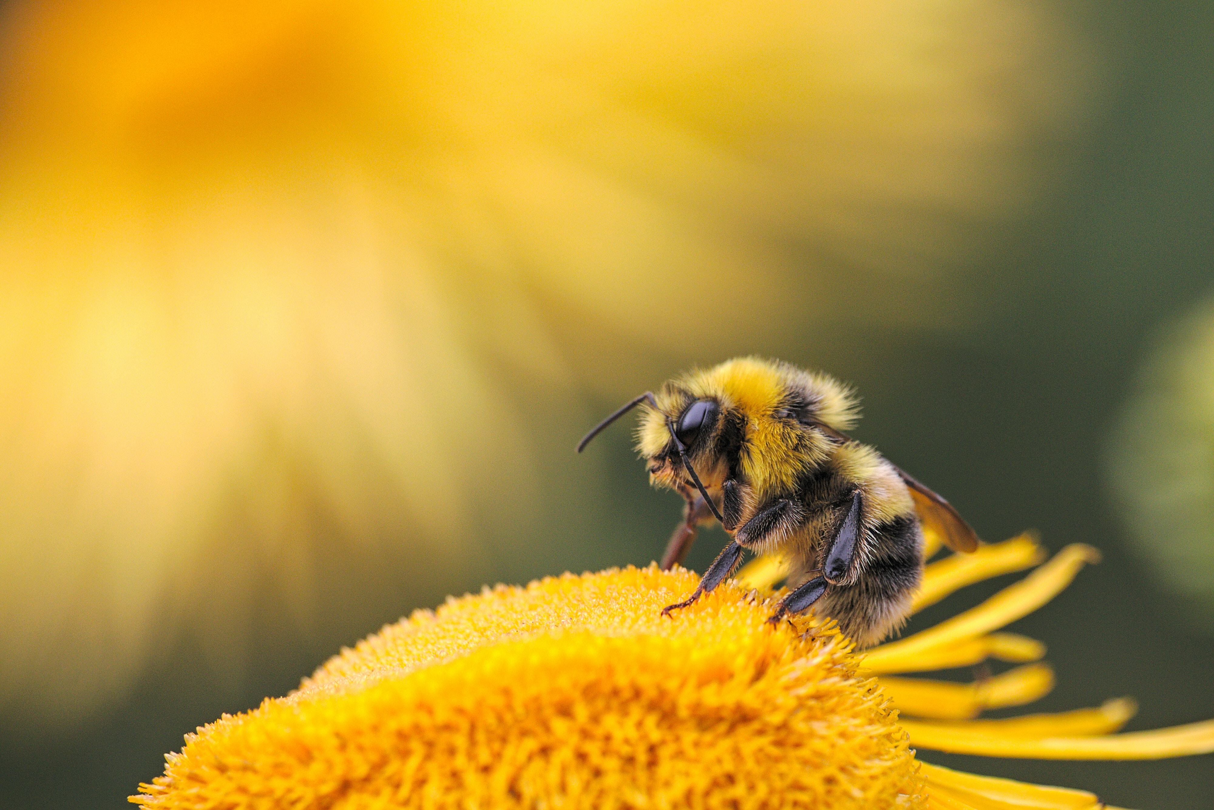 yellow-flower-bee-sitting